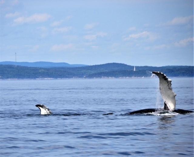 Hotel Le Pionnier Tadoussac Luaran gambar